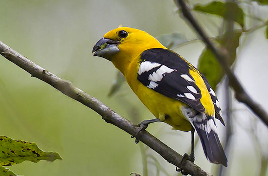 Southern yellow grosbeak