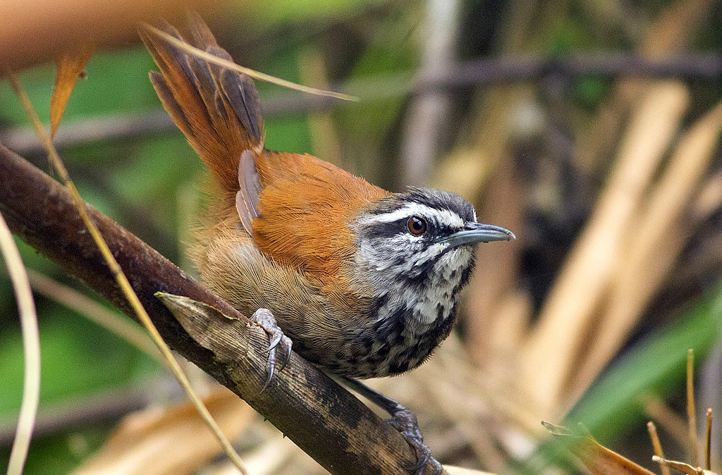 Spinetail