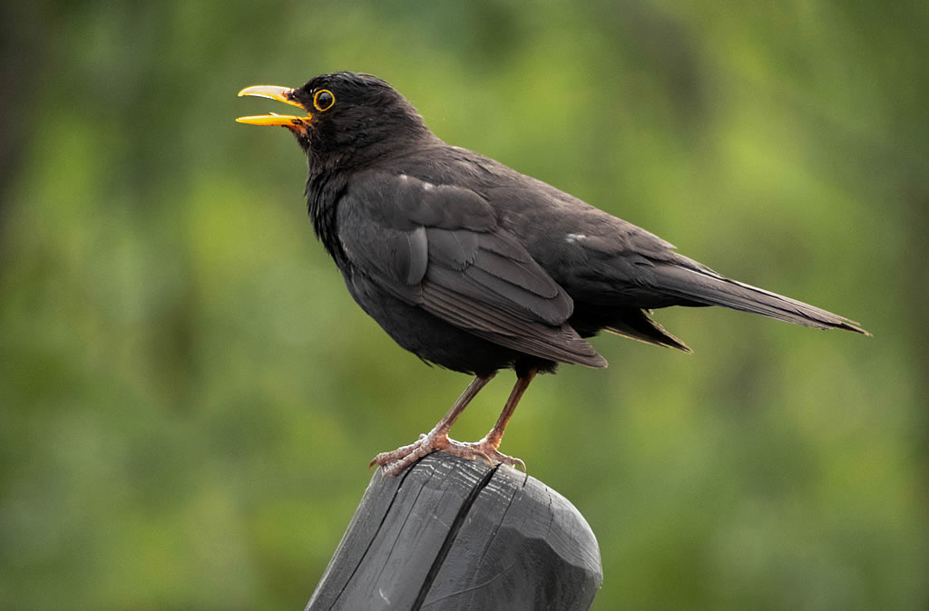Great Thrush
