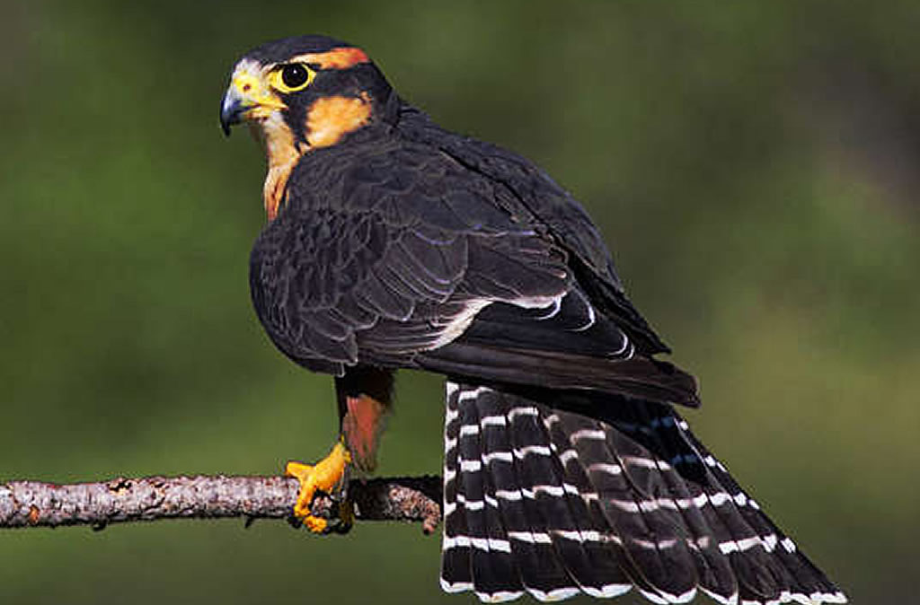 Aplomado Falcon