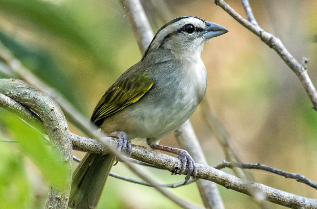 Tropical Mockingbird