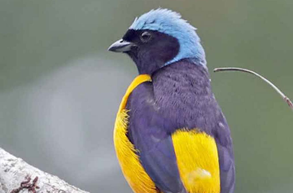 Eufonia Lomidorada