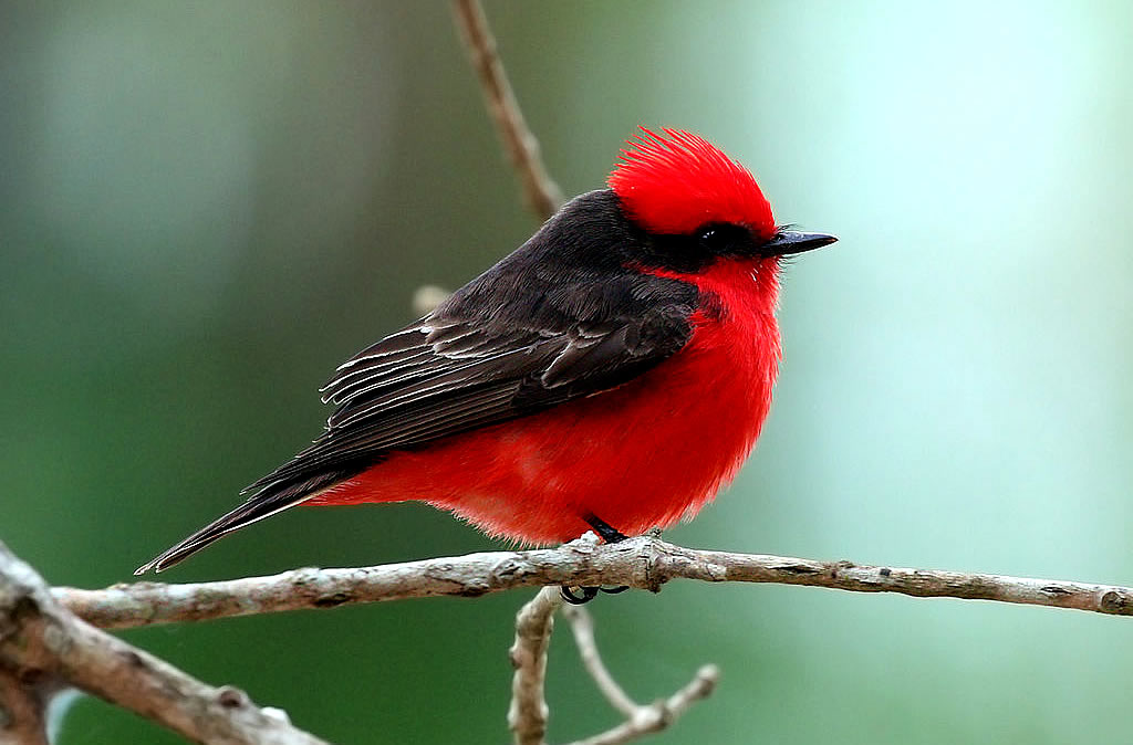 Tropical Mockingbird