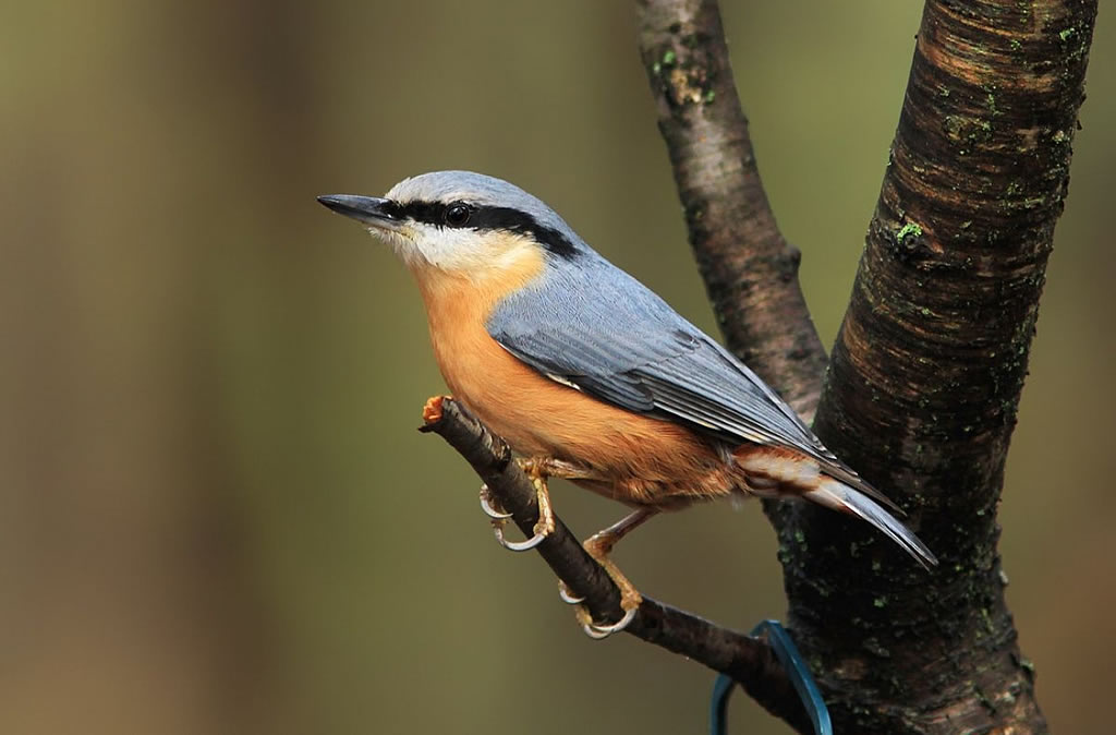 Rusty Flowerpiercer