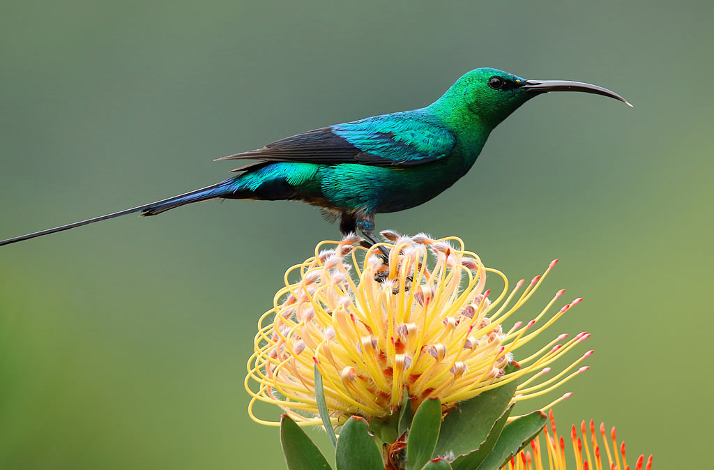 Green Emerald Bird
