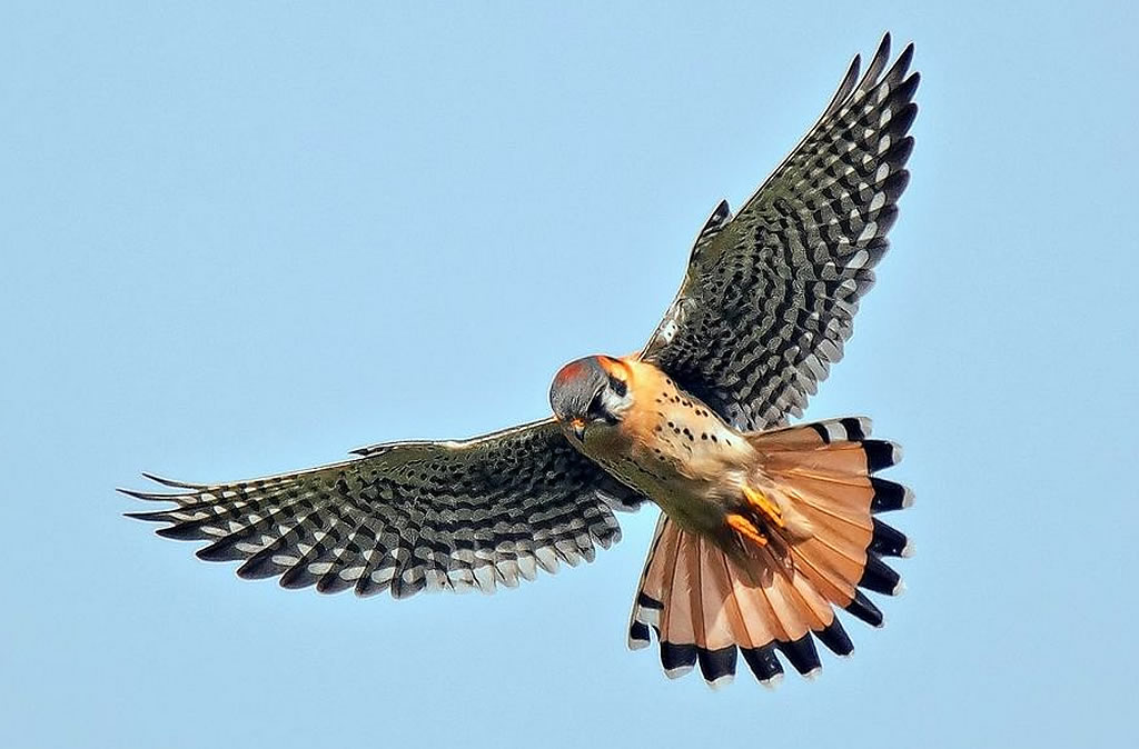 American Kestrel